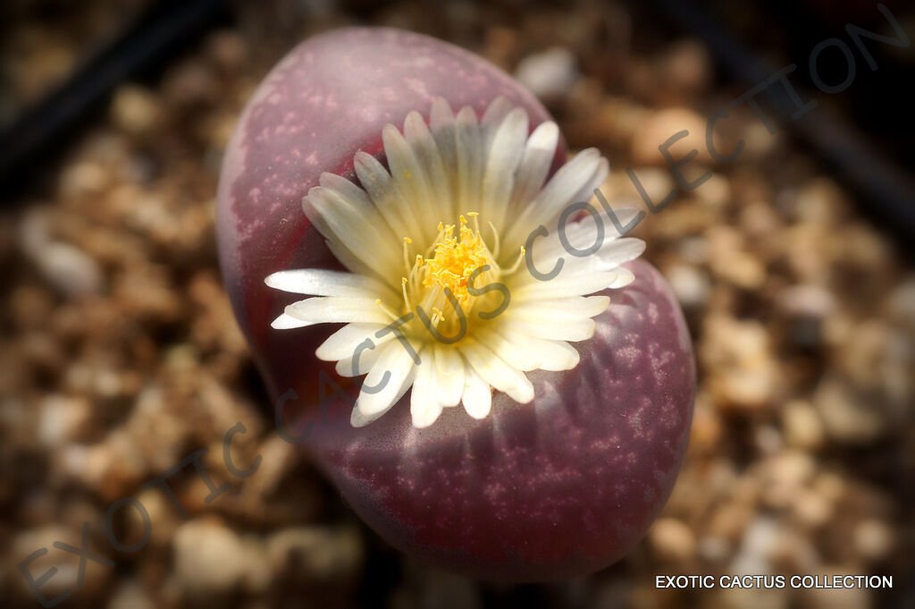 30 SEEDS RARE LITHOPS OPTICA RUBRA (Mesembs exotic succulent living stones cactus)