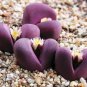 30 SEEDS RARE LITHOPS OPTICA RUBRA (Mesembs exotic succulent living stones cactus)