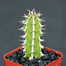 2" POT EUPHORBIA GRANITICOLA (Exotic rare cactus plant cacti bonsai succulent)