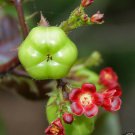 100 SEEDS JATROPHA GOSSYPIFOLIA Belly (Ache Bush carnivorous plant succulent seed)