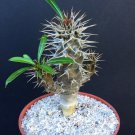 4" POT PACHYPODIUM LAMEREI MULTIHEAD (Rare madagascar palm cactus caudex plant)