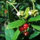 50 Seeds Cordia Bahamensis (Granny Bush Cocobey Florida native wild shrub seed)