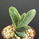 4" Pot Gasteraloe LITTLE WARTY (Aloe succulent plant cacti agave gasteria)