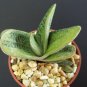 4" Pot Gasteraloe LITTLE WARTY (Aloe succulent plant cacti agave gasteria)