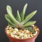 4" Pot Gasteraloe LITTLE WARTY (Aloe succulent plant cacti agave gasteria)