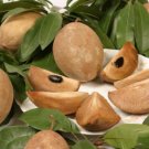 10 SEEDS Manilkara Sapota Chiku (Rare exotic sweet fruit good to eat edible seed)