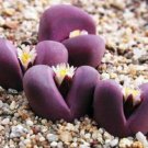 50 SEEDS Lithops Optica RUBRA (Rare mesembs exotic succulent living stones cactus)