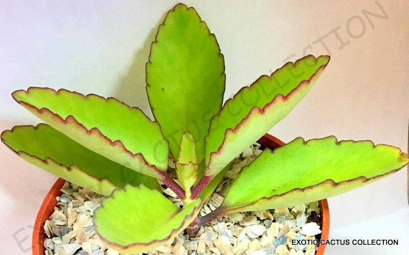 4" Plant KALANCHOE PINNATA (Miracle leaf air plants Bryophyllum Pinnatum)