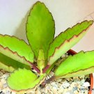 4" Plant KALANCHOE PINNATA (Miracle leaf air plants Bryophyllum Pinnatum)