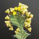 10 Seeds EUPHORBIA BURUANA (Exotic madagascar bonsai caudex tuber pachycaul seed)