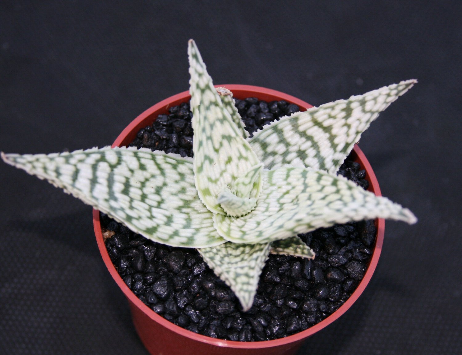 4" POT ALOE DELTA LIGHTS (Exotic hybrid rare white color succulent agave plant)