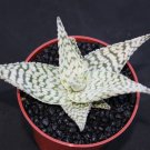 4" POT ALOE DELTA LIGHTS (Exotic hybrid rare white color succulent agave plant)