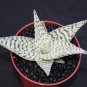 4" POT ALOE DELTA LIGHTS (Exotic hybrid rare white color succulent agave plant)