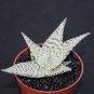 4" POT ALOE DELTA LIGHTS (Exotic hybrid rare white color succulent agave plant)