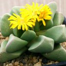 50 SEEDS BIJLIA DILATATA "PRINCE ALBERT" (Rare living stones mesembs rock seed)