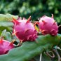 50 Seeds Dragon Fruit RED Pitaya (Exotic plant cactus hilocereus undatus seed)