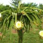 50 Seeds Dragon Fruit RED Pitaya (Exotic plant cactus hilocereus undatus seed)