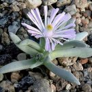 100 SEEDS Ebracteola Fulleri (Rare living stonemesembs rock ice plant seed)