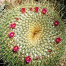 100 SEEDS Mammillaria Neopotosina (Exotic pincushion flowering cacti rare cactus)