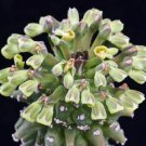 10 Seeds Monadenium Reflexum (Exotic euphorbia neoreflexa africa cactus aloe seed)