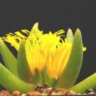100 SEEDS Glottiphyllum Parvifolium (Rare living stone ice-plant exotic mesembs) 100 SEEDS Glottiphyllum Parvifolium (Rare living stone ice-plant exotic mesembs)