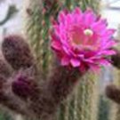 300 SEEDS Weberbauerocereus Winterianus (Exotic cactus collection rare cacti seed)