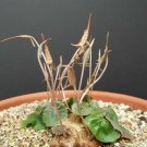 15 SEEDS DORSTENIA BARNIMIANA (Rare succulents caudex exotic caudiciform seed)