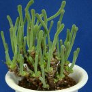 100 SEEDS Monilaria Pisiformis (Exotic mesemb rare succulent string of pears seed)