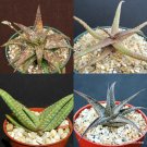 4" POT ALOE (Rare exotic collector succulents garden plants cactus agave)