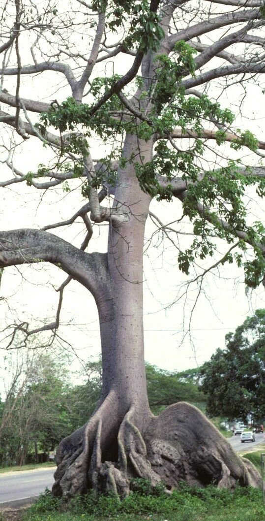 10 Seeds Kapok Tree Ceiba Pentandra (Tropical flowering wood cotton bonsai seed)