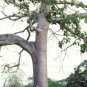 10 Seeds Kapok Tree Ceiba Pentandra (Tropical flowering wood cotton bonsai seed)