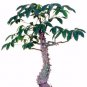 10 Seeds Kapok Tree Ceiba Pentandra (Tropical flowering wood cotton bonsai seed)