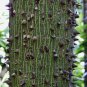 10 Seeds Kapok Tree Ceiba Pentandra (Tropical flowering wood cotton bonsai seed)
