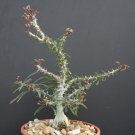 10 Seeds Euphorbia SAKARAHAENSIS (Exotic caudex madagascar rare cacti bonsai seed)