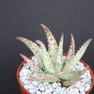 4" POT ALOE WHITE LIGHTNING (Exotic hybrid rare white color succulent plant) 4" POT ALOE WHITE LIGHTNING (Exotic hybrid rare white color succulent plant)