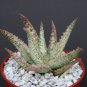 4" POT ALOE WHITE LIGHTNING (Exotic hybrid rare white color succulent plant)
