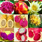 200 SEEDS DRAGON FRUIT MIX (Edible fruits hylocereus undatus fragrant cactus seed)