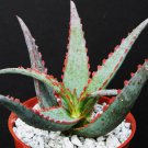 4" Pot Aloe Cultivar SUNSET (Exotic hybrid rare blue red color succulent cacti plant) 4" Pot Aloe Cultivar SUNSET (Exotic hybrid rare blue red color succulent cacti plant)