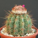 20 SEEDS Melocactus Oreas (Exotic turk's cap cacti rare cactus seed) 20 SEEDS Melocactus Oreas (Exotic turk's cap cacti rare cactus seed)