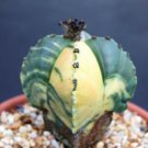 100 SEEDS Astrophytum Cuadricostatum Variegated (Exotic rare cactus cacti seed)