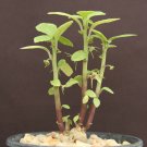 5 SEEDS DORSTENIA RADIATA (Rare succulents caudex exotic caudiciform africa seed)