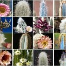 300 SEEDS MIX Columnar (Cacti outdoor rare cactus garden tall cereus flower seed)
