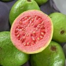 15 SEEDS GUAVA Tropical Fruit Psidium Guajava (Exotic tree seed edible guayaba)