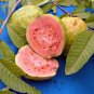 15 SEEDS GUAVA Tropical Fruit Psidium Guajava (Exotic tree seed edible guayaba)