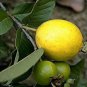 15 SEEDS GUAVA Tropical Fruit Psidium Guajava (Exotic tree seed edible guayaba)