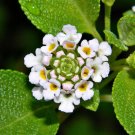 50 Seeds Lantana Involucrata Buttonsage (Wild sage butterflies bees birds garden)