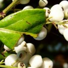 50 Seeds Randia Aculeata (White indigoberry florida native indigo berry seed)