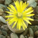 50 SEEDS Lithops Lesliei Pietersburg (Living stone rock stone cactus cacti seed)