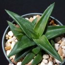 4" Pot Aloe Wansley Green (Rare succulent plant exotic cacti cactus agave bonsai)