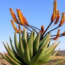 50 SEEDS Aloe Spectabilis Marlothii (Succulent rare agave hardy plant yard seed)